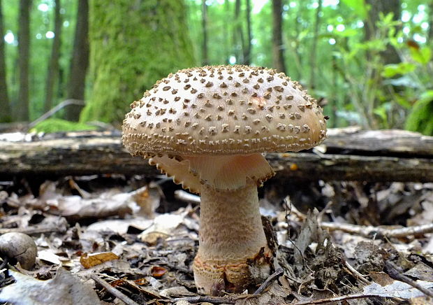 muchotrávka červenkastá Amanita rubescens Pers.