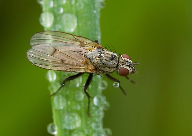 kvetárka Anthomyia liturata