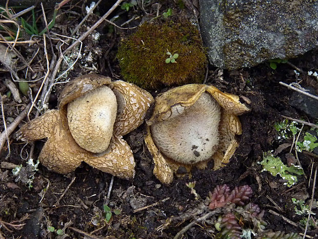 hviezdovec vlahojavný Astraeus hygrometricus (Pers.) Morgan