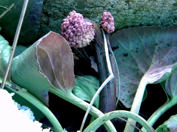 bergénia tučnolistá Bergenia crassifolia (L.) Fritsch