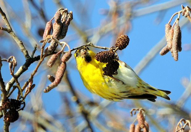 stehlík čížavý  Carduelis spinus