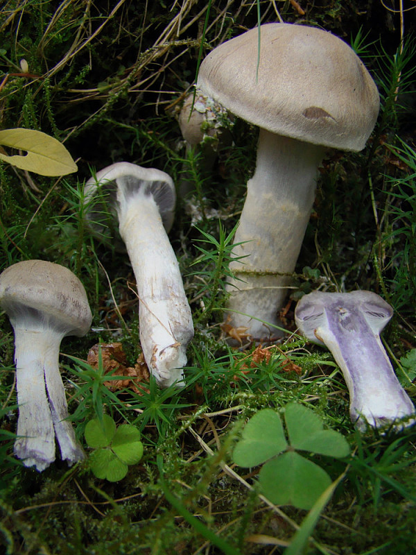 pavučinovec malachitový Cortinarius cf. malachius (Fr.) Fr.