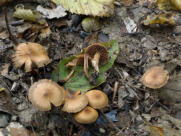 pavučinovec pieskovohnedý Cortinarius psammocephalus (Bull.) Fr.