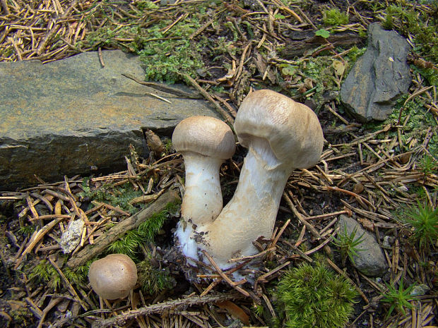 pavučinovec Cortinarius sp.