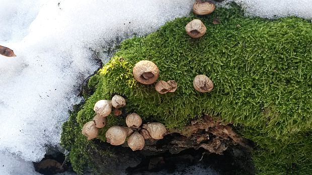 prášnica hruškovitá Lycoperdon pyriforme Schaeff.