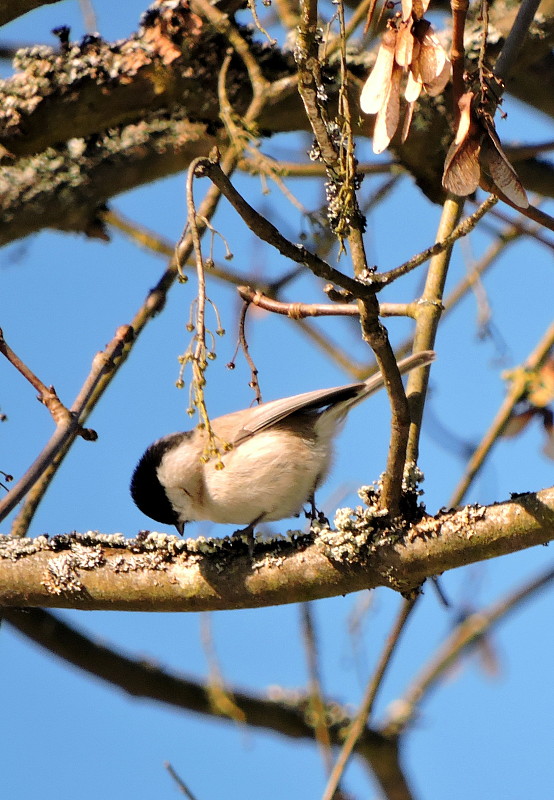 sýkorka čiernohlavá  Parus montanus