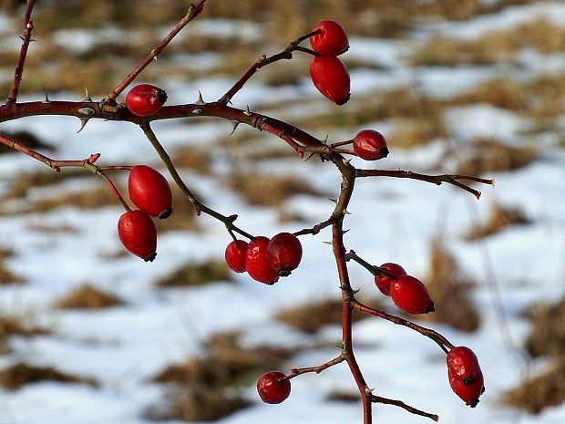 ruža šípová Rosa canina L.