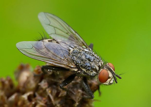 mäsiarka obyčajná Sarcophaga carnaria