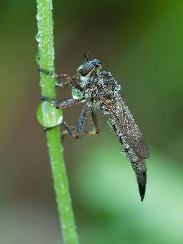 muchárka Tolmerus cingulatus