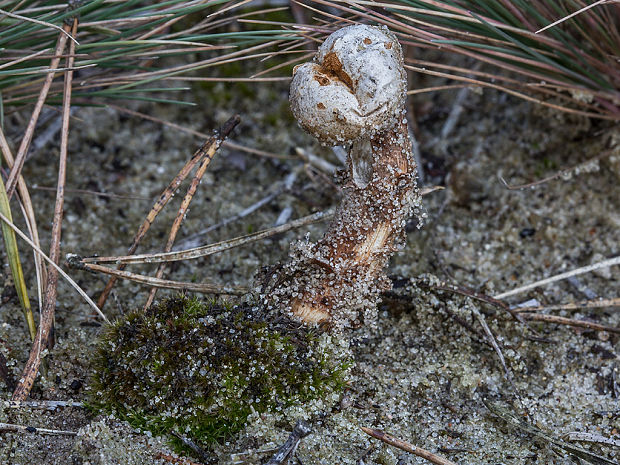 stopkovec vláknitý Tulostoma cf. fimbriatum Fr.