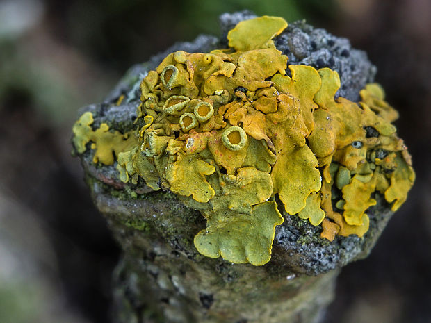 diskovník múrový Xanthoria parietina var. parietina