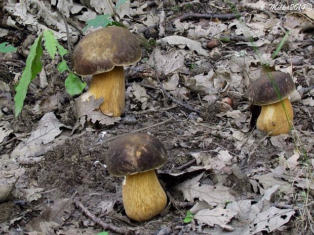 hríb bronzový Boletus aereus Bull. ex Fr.