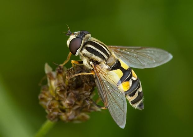 pestrica Helophilus trivittatum