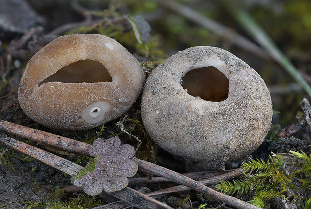 chriapač sosnový Helvella leucomelaena (Pers.) Nannf.