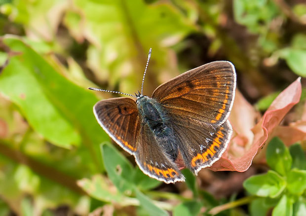 ohniváčik čiernoškvrnný Lycaena tityrus