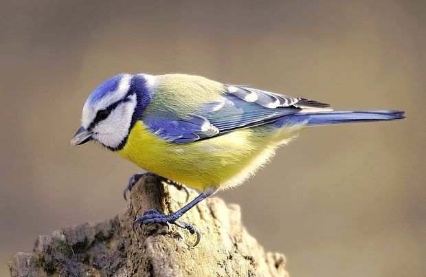 sýkorka belasá Parus caeruleus