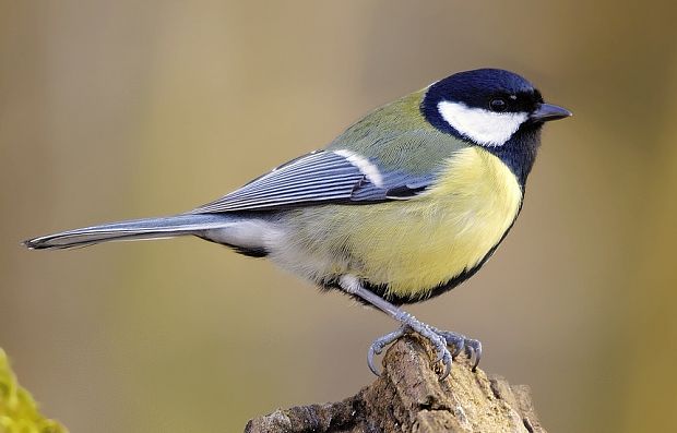 sýkorka veľká Parus major