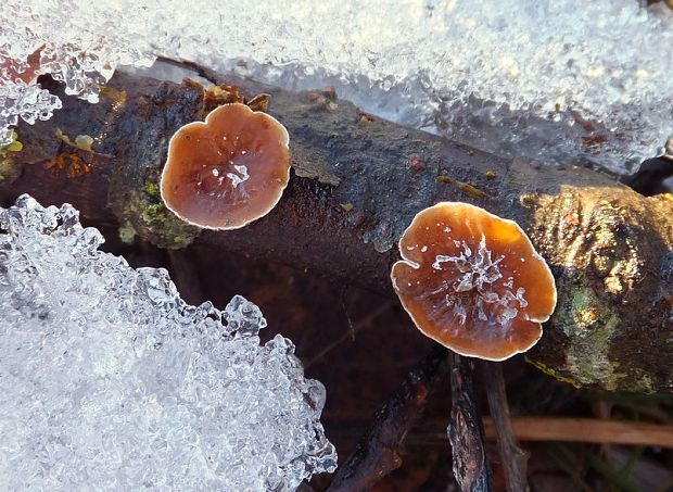 škľabka plstnatá Schizophyllum amplum (Lév.) Nakasone