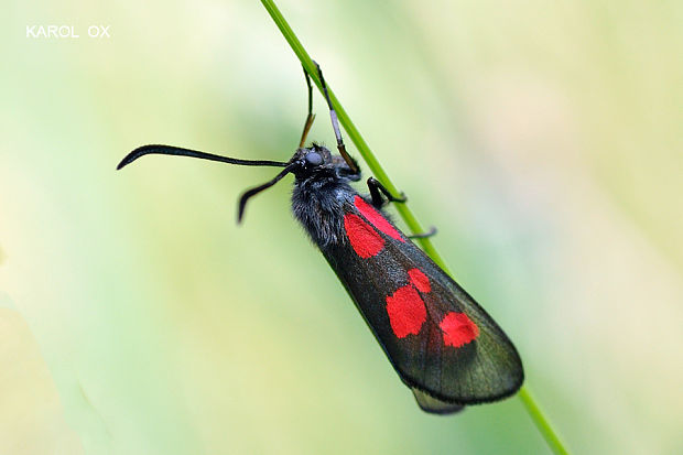 vretienka viková Zygaena viciae