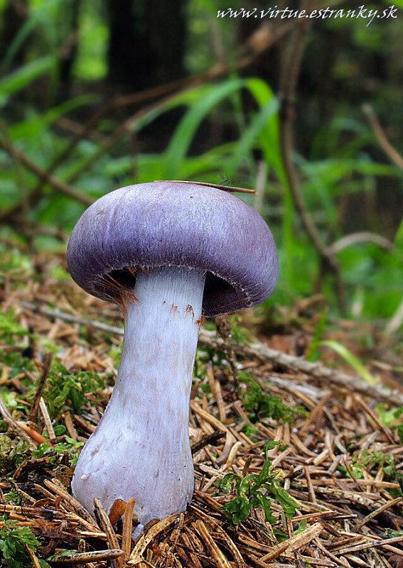 pavučinovec Cortinarius sp.