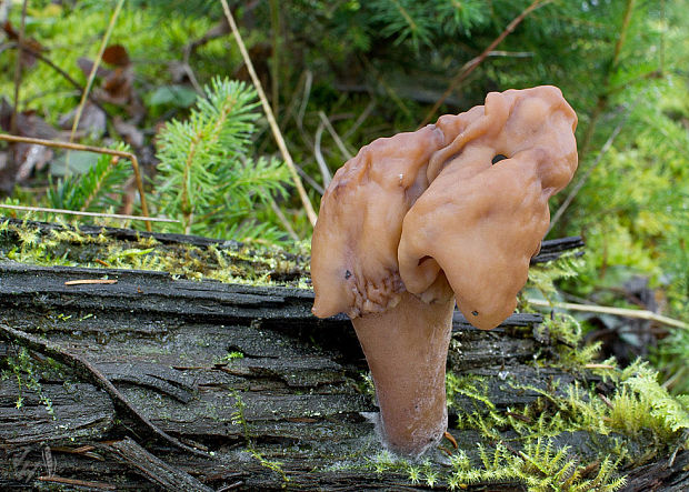 ušiak mitrovitý Gyromitra infula (Schaeff.) Quél.