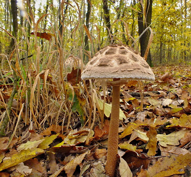 bedľa vysoká Macrolepiota procera (Scop.) Singer