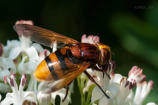 pestrica sršňovitá  Volucella zonaria