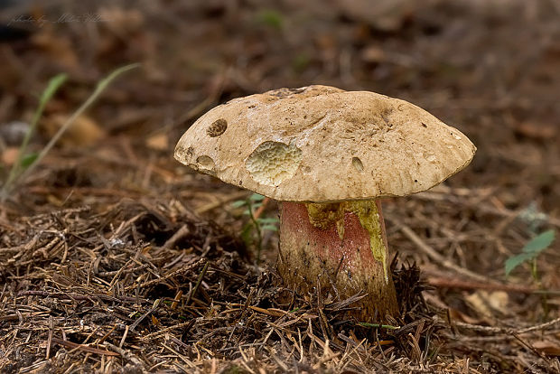 hríb červený Caloboletus calopus Fr.