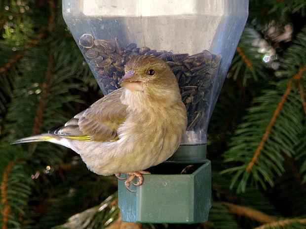 stehlík zelený Carduelis chloris