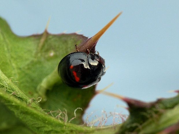 lienka dvojškvrnná (sk) / slunéčko dvojskvrnné (cz) Chilocorus bipustulatus Linnaeus, 1758