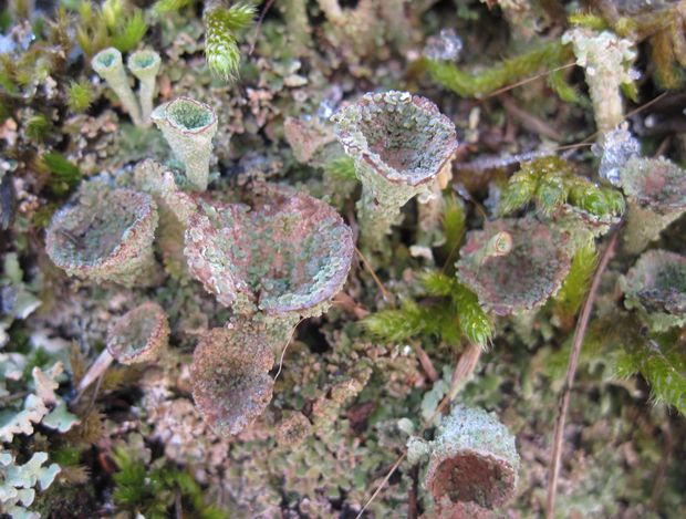 dutohlávka pohárikovitá Cladonia pyxidata (L.) Hoffm.