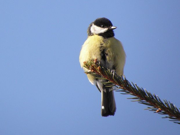 sýkorka bielolíca Parus major