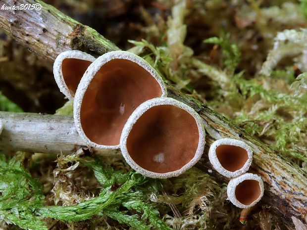 škľabka plstnatá Schizophyllum amplum (Lév.) Nakasone