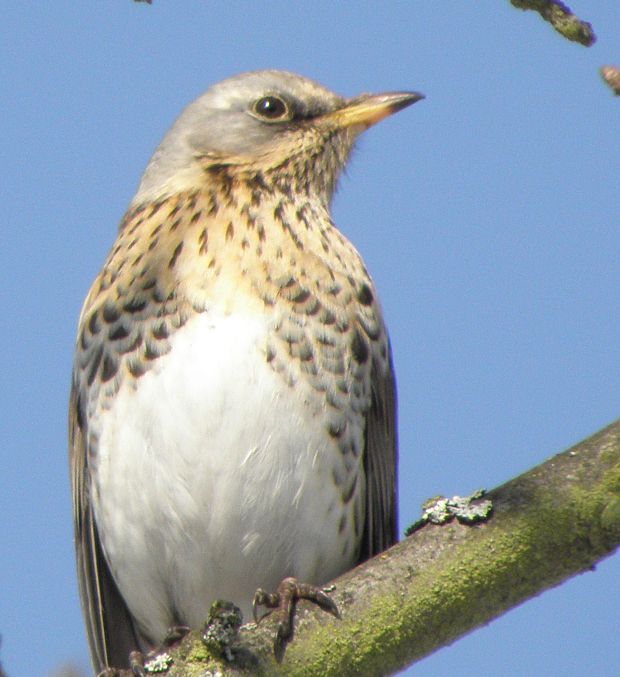 drozd čvíkotavý Turdus pilaris