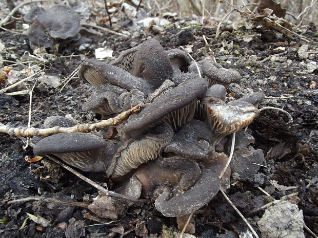 hliva ustricovitá Pleurotus ostreatus (Jacq.) P. Kumm.