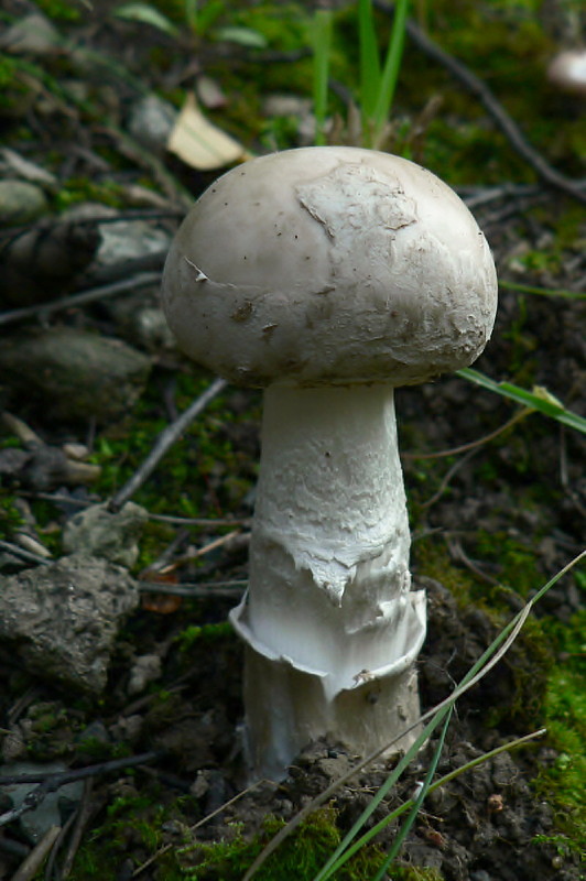 muchotrávka šiškovitá Amanita strobiliformis Gonn. & Rabenh.