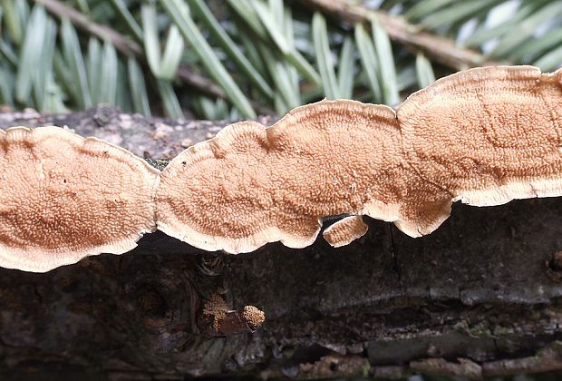 pakôrovec kožovitý Byssomerulius corium (Pers.) Ginns