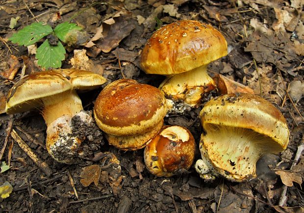 pavučinovec teplomilný Cortinarius quercus-ilicis (Chevassut & Rob. Henry) Melot