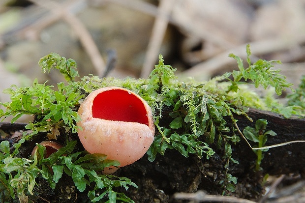 ohnivec Sarcoscypha sp.