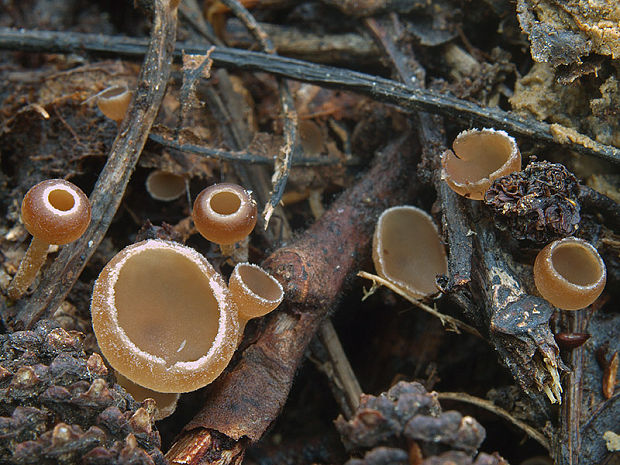 jahňadka obyčajná Ciboria amentacea (Balb.) Fuckel