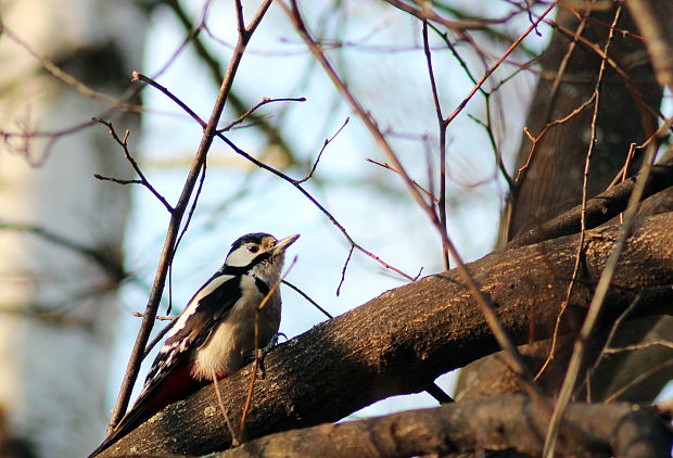 ďatel veľký Dendrocopos major