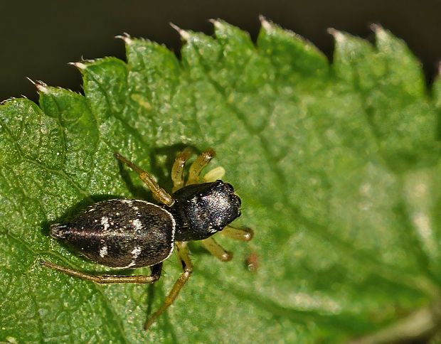 skákavka Heliophanus cupreus