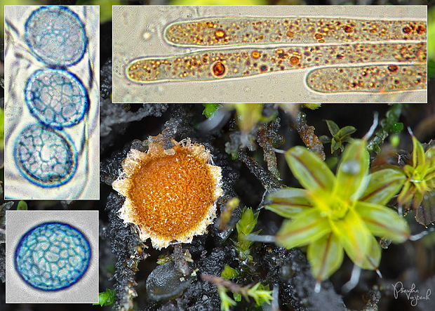 lesklospórka skrútencová Lamprospora retispora (Itzerott & Thate) T. Schumach.