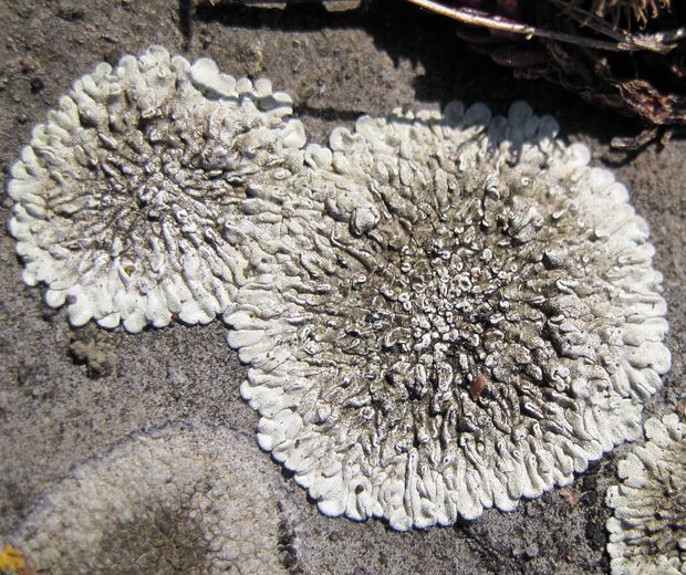 lekanora Lecanora sp.