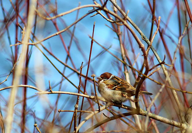 vrabec polný Passer montanus