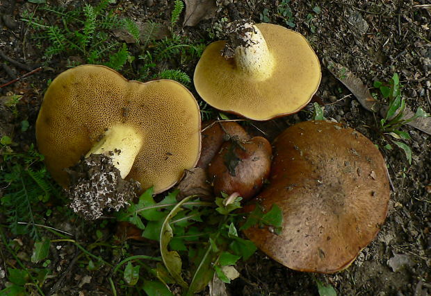 masliak kopcový Suillus collinitus (Fr.) Kuntze