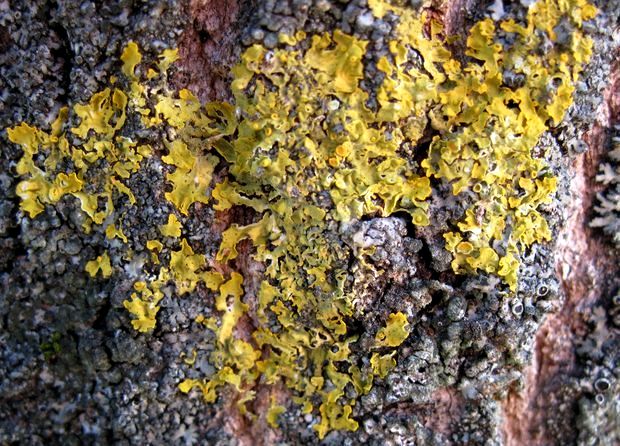 diskovník Xanthoria sp.