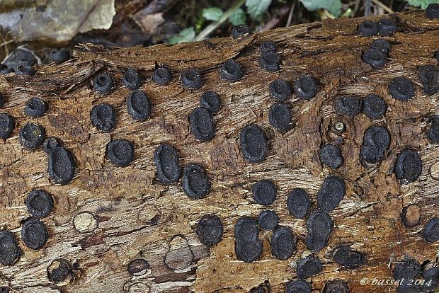 peniazovček Biscogniauxia marginata (Fr.) Pouzar