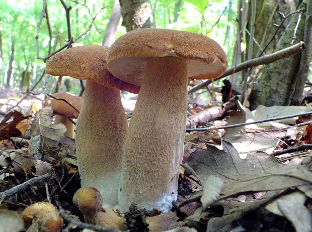 hríb dubový Boletus reticulatus Schaeff.