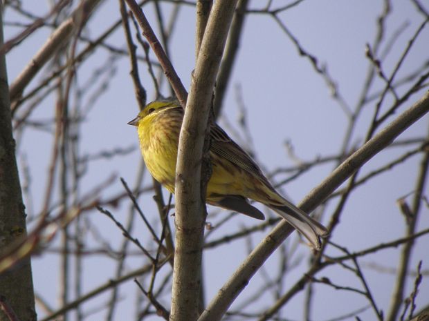 strnádka žltá Emberiza citrinela